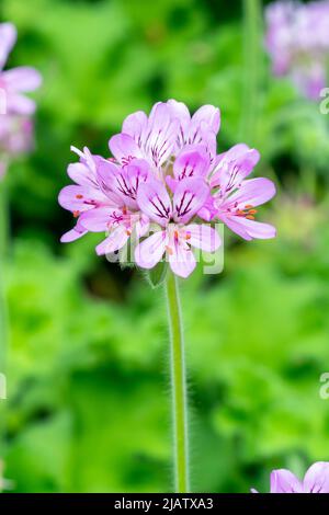 Pelargonium capitatum plante florale d'été avec une fleur rose d'été communément connue sous le nom de géranium, image de photo de stock Banque D'Images