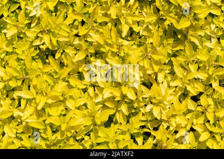 Origanum vulgare 'Aureum' plante à fleurs d'été avec des feuilles jaunes et une fleur rose d'été communément connue sous le nom d'origan doré ou de margory, stock Banque D'Images