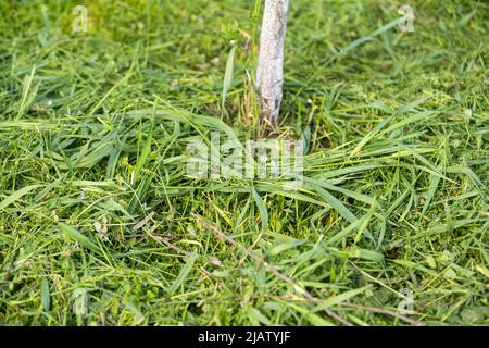 tondez l'herbe. processus de tonte de l'herbe haute avec un coupe-herbe Banque D'Images