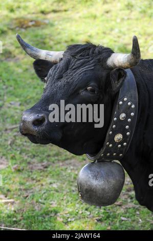 SUISSE, alpes montagnes, canton de Wallis, agriculture dans les montagnes, pâturage des vaches laitières d'Eringer, le lait est la base du fromage raclette / SCHWEIZ Kanton Wallis, Landwirtschaft auf Alpen zur Beweidung von Flaechen und Vermeidung von Verbuschung der Kulturlandschaften, Erringer Kuehe auf der Alpe, Col du Lepe, aus der Milch wird der Raclette Kaese ergestellt, die Kühe werden auch für die traditionellen Kuhkämpfe eingesetzt Banque D'Images