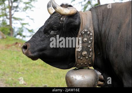 SUISSE, alpes montagnes, canton de Wallis, agriculture dans les montagnes, pâturage des vaches laitières d'Eringer, le lait est la base du fromage raclette / SCHWEIZ Kanton Wallis, Landwirtschaft auf Alpen zur Beweidung von Flaechen und Vermeidung von Verbuschung der Kulturlandschaften, Erringer Kuehe auf der Alpe, Col du Lepe, aus der Milch wird der Raclette Kaese ergestellt, die Kühe werden auch für die traditionellen Kuhkämpfe eingesetzt Banque D'Images