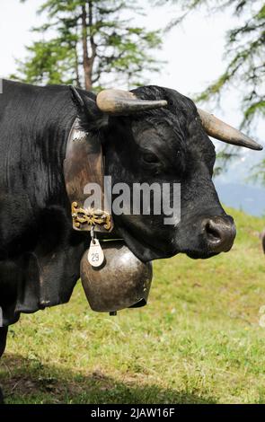 SUISSE, alpes montagnes, canton de Wallis, agriculture dans les montagnes, pâturage des vaches laitières d'Eringer, le lait est la base du fromage raclette / SCHWEIZ Kanton Wallis, Landwirtschaft auf Alpen zur Beweidung von Flaechen und Vermeidung von Verbuschung der Kulturlandschaften, Erringer Kuehe auf der Alpe, Col du Lepe, aus der Milch wird der Raclette Kaese ergestellt, die Kühe werden auch für die traditionellen Kuhkämpfe eingesetzt Banque D'Images