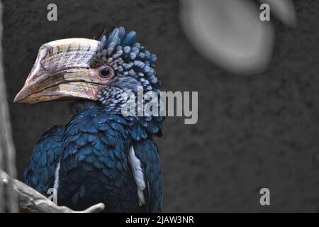 Pavillon à joues argentées installé sur une branche. Plumage coloré. Grand bec d'oiseau australien. Photo d'animal Banque D'Images