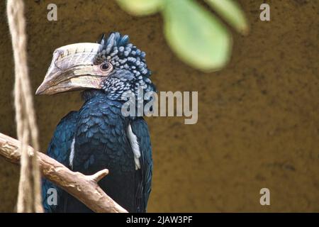 Pavillon à joues argentées installé sur une branche. Plumage coloré. Grand bec d'oiseau australien. Photo d'animal Banque D'Images