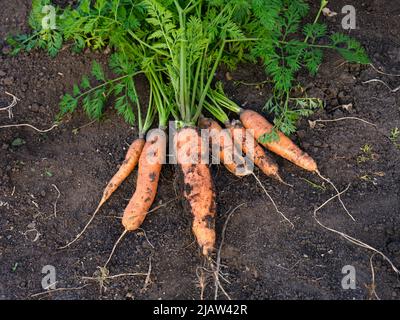 Carottes organiques fraîchement récoltées sur le sol. Banque D'Images