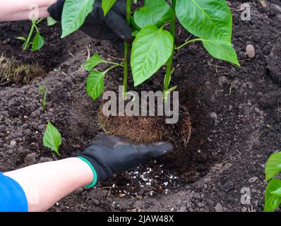 Femme plantant des plants de poivre dans le sol. Gros plan Banque D'Images