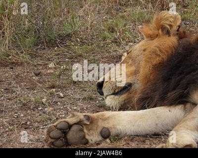 Un lion africain masculin endormi Banque D'Images