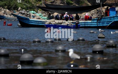 Changhai, province chinoise de Liaoning. 31st mai 2022. Les pêcheurs travaillent dans un ranch marin du canton de Haiyangdao, dans le comté de Changhai, à Dalian, dans la province de Liaoning, au nord-est de la Chine, à 31 mai 2022. Plus de 10 zones de démonstration de ranchs marins au niveau de l'État ont été approuvées dans le comté de Changhai depuis 2016. Credit: Yao JIANFENG/Xinhua/Alay Live News Banque D'Images