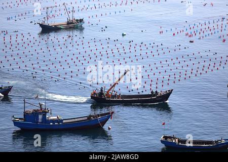 Changhai, province chinoise de Liaoning. 1st juin 2022. Les pêcheurs travaillent dans un ranch marin du canton de Haiyangdao, dans le comté de Changhai, à Dalian, dans la province de Liaoning, au nord-est de la Chine, à 1 juin 2022. Plus de 10 zones de démonstration de ranchs marins au niveau de l'État ont été approuvées dans le comté de Changhai depuis 2016. Credit: Yao JIANFENG/Xinhua/Alay Live News Banque D'Images