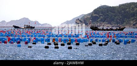 Changhai, province chinoise de Liaoning. 31st mai 2022. Les pêcheurs travaillent dans un ranch marin du canton de Haiyangdao, dans le comté de Changhai, à Dalian, dans la province de Liaoning, au nord-est de la Chine, à 31 mai 2022. Plus de 10 zones de démonstration de ranchs marins au niveau de l'État ont été approuvées dans le comté de Changhai depuis 2016. Credit: Yao JIANFENG/Xinhua/Alay Live News Banque D'Images