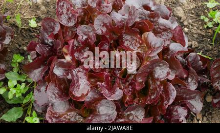 Bio récolte de feuilles d'oakleaf rouge agriculteur agriculture serre folio et agriculture jardin agricole récolte de feuilles annelée laitue rouge Lactuca sativa alimentaire Vérone Banque D'Images