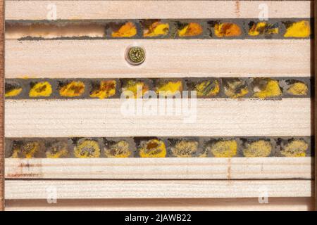 Intérieur d'un hôtel d'abeilles montrant les cellules reproductrices remplies de pollen et les œufs d'une abeille rouge (Osmia bicornis) divisée par des murs de boue, Royaume-Uni Banque D'Images