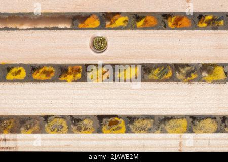 Intérieur d'un hôtel d'abeilles montrant les cellules reproductrices remplies de pollen et les œufs d'une abeille rouge (Osmia bicornis) divisée par des murs de boue, Royaume-Uni Banque D'Images