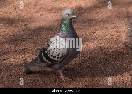 Un seul pigeon mâle ou une colombe de roche en plein air dans un parc Banque D'Images