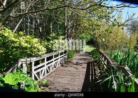 Pont en bois au-dessus d'une rivière au London Wetland Center, Londres, Angleterre, Royaume-Uni Banque D'Images