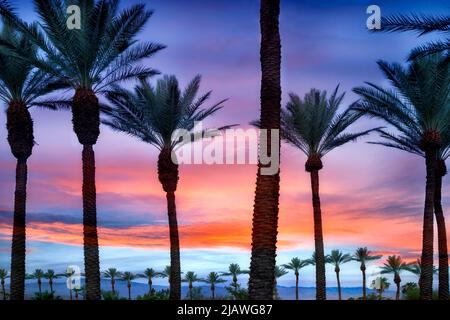 Palmiers avec le lever du soleil et montagnes de Santa Rosa, Californie Banque D'Images