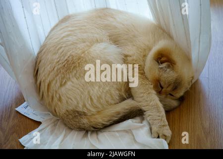 Adorable chaton écossais Banque D'Images