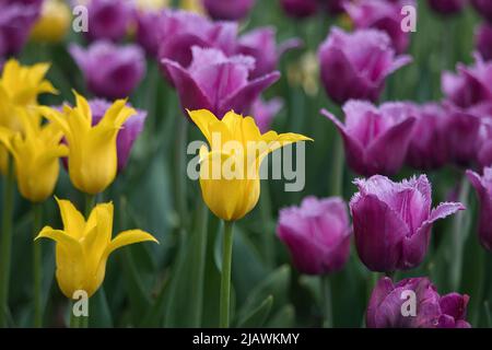 Tulipes jaune vif et pourpre poussant dans un jardin au printemps. Banque D'Images