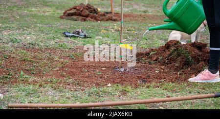 Vue rapprochée d'une femme qui arrose un arbre nouvellement planté dans un beau sol rouge fertile d'istrie. Banque D'Images