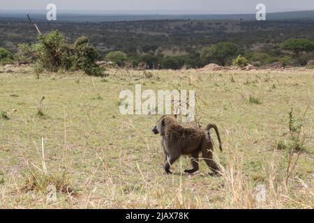 babouin africain brun marchant seul dans l'herbe sèche du serengerti, à côté du kenya et de la tanzanie Banque D'Images