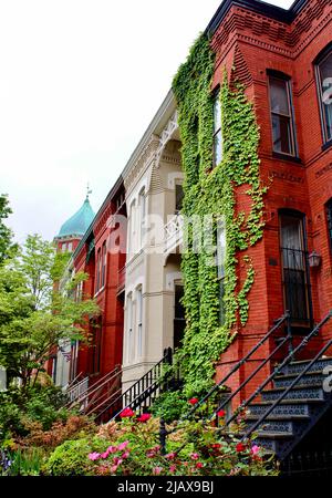 Maisons de rangée dans le quartier de Capitol Hill à Washington, D.C. Banque D'Images