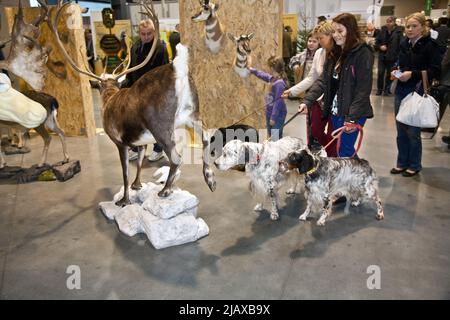 5 avril 2014. EXPO Hunting est une foire commerciale avec des équipements pour les chasseurs, qui a eu lieu annuellement à Sosnowiec, en Pologne. Ici : exposition des animaux montés. (CT Banque D'Images