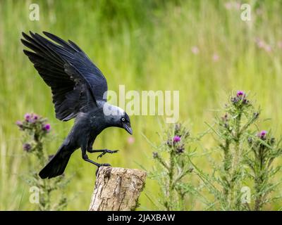 Jackdaw à la fin du printemps, au milieu du pays de Galles Banque D'Images