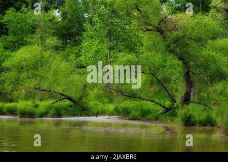 Paysage d'un étang de 24 acres se nourrissent par le ruisseau de colline abrupte et créé par un barrage qui alimente le moulin de Grist sur le même parc national. Banque D'Images