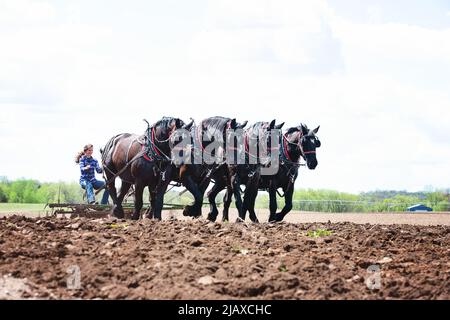 Femme labourant un champ avec une équipe de chevaux noirs de Percheron. Banque D'Images