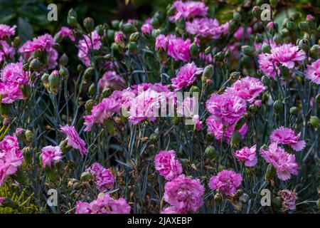 Dianthus plumarius 'Candy Floss' Banque D'Images