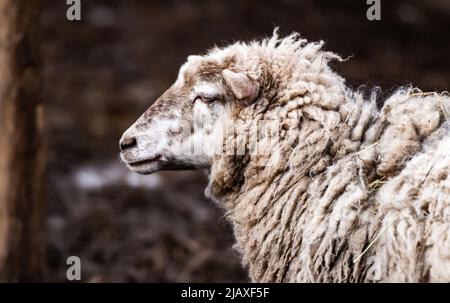 Portrait de mouton Merino Banque D'Images