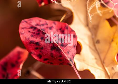 Vue rapprochée des feuilles tachetées Banque D'Images