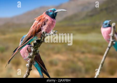 Mangeurs d'abeilles de carmin du Nord / mangeurs d'abeilles de Nubie (Merops nubicus / M. n. nubicus) perchés dans un arbre de colonie, près d'un oiseau de passereau originaire d'Afrique Banque D'Images