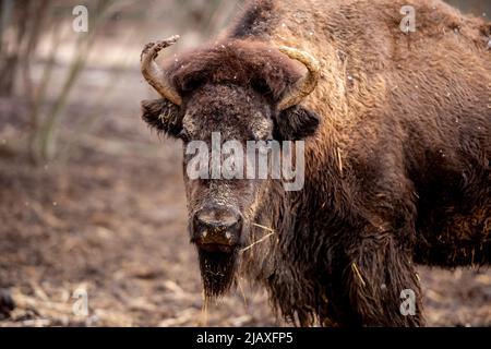 Buffalo sur la nature Banque D'Images