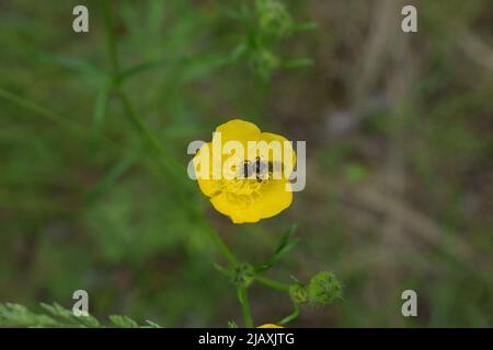 Une abeille minière à patchée grise (Andrena nitida) vue sur une coupe de beurre en mai. Macro d'une abeille moelleuse et brune Andrena collectant le pollen et le nectar dans le yel Banque D'Images