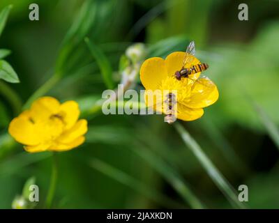 Survoler une fleur de Buttercup, Cornwall, Royaume-Uni Banque D'Images