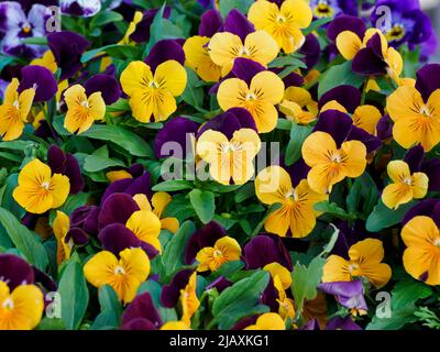 Pansies sauvages, alto tricolore, avec fleurs jaunes et aile pourpre, Royaume-Uni Banque D'Images