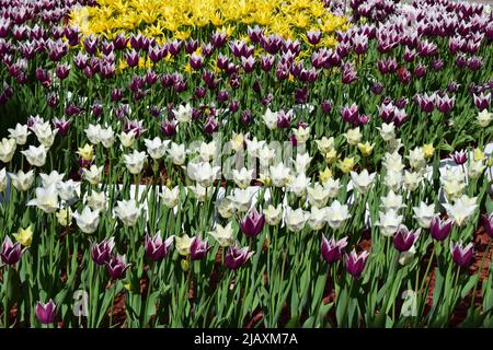 Belle tulipes colorées multicolores, jaune, blanc, rouge, violet, rose fleuris sur un grand lit de fleurs dans le jardin de la ville ou champ de ferme de fleurs i Banque D'Images