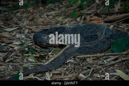 Repos de lézard de surveillance dans un jardin, les lézards de surveillance sont de grands lézards du genre Varanus. Ils sont originaires d'Afrique, d'Asie, Banque D'Images