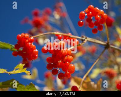 Une brindille avec des grappes de baies de viburnum rouges mûres, un gros plan. Baies médicinales qui sont utiles pour la santé. Beaucoup de baies rouges, foyer sélectif Banque D'Images