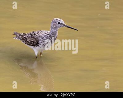 Grand chevalier (Tringa melanoleuca) se nourrir dans les eaux peu profondes, Galveston, États-Unis d'Amérique Banque D'Images