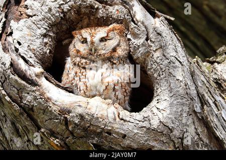 Eastern Screech-Owl assis dans une gouge d'arbres, Canada Banque D'Images