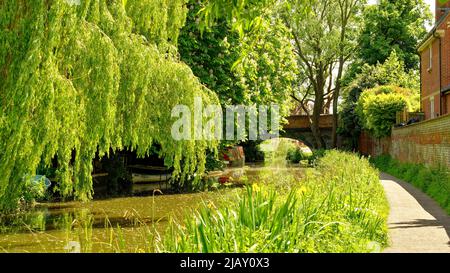 VILLE D'OXFORD LE SENTIER ET PONT DU CANAL D'OXFORD SAULES ET CHÂTAIGNIERS ET FLEURS AU PRINTEMPS Banque D'Images