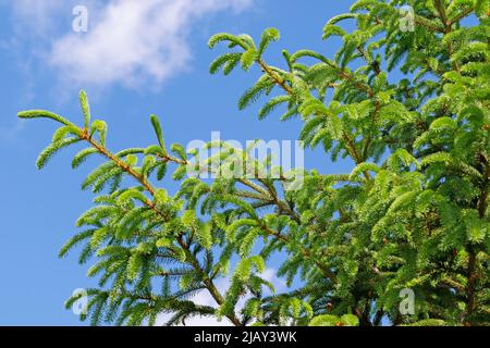 Norvège Epicéa, Picea abies, contre un ciel bleu Banque D'Images