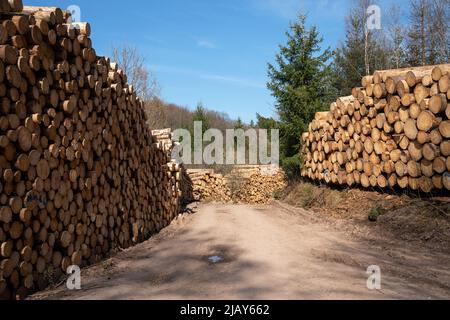 Image panoramique du sentier le long des piles de grumes, foresterie en Allemagne Banque D'Images