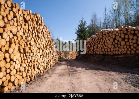 Image panoramique du sentier le long des piles de grumes, foresterie en Allemagne Banque D'Images