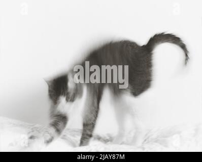 home chat s'étirant sur la toile de lit, mouvement flou Banque D'Images