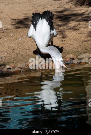 Un pélican australien (Pelecanus oscillatus) boit de l'eau à Sydney, Nouvelle-Galles du Sud, Australie (photo de Tara Chand Malhotra) Banque D'Images