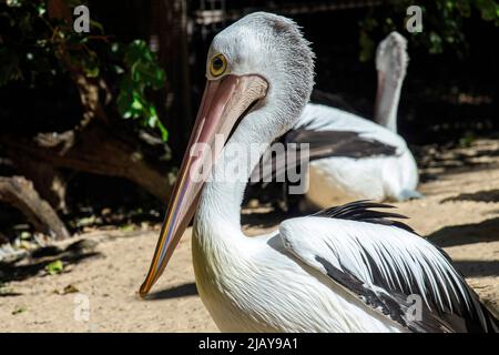 Gros plan d'un pélican australien (Pelecanus oscillatus) à Sydney, Nouvelle-Galles du Sud, Australie (photo de Tara Chand Malhotra) Banque D'Images