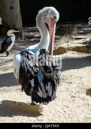 Gros plan d'un pélican australien (Pelecanus oscillatus) à Sydney, Nouvelle-Galles du Sud, Australie (photo de Tara Chand Malhotra) Banque D'Images